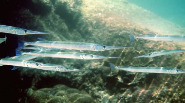 Fotoğraf iğnesi ya da mercan kayalıklarında avlanan Belonidae sürüsü. Dalgıçlık ve dalış geçmişi. Deniz altı vahşi yaşamı videosu. Güneş ışınlarında yüzen bir grup yırtıcı balık..
