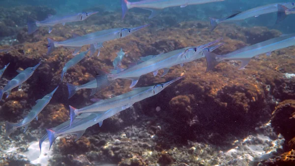School of photo needlefish or Belonidae hunting on a coral reef. Snorkeling scuba and diving background. Underwater video of marine wild life. Group of predator fishes swimming in sun rays. — Stock Photo, Image