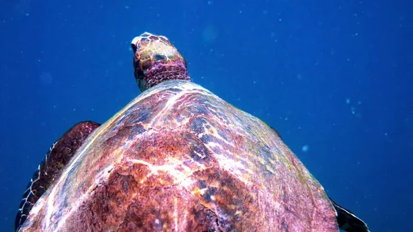태국에서 바다거북은 물 속에서 잠수와 스노클링을 하는 동안 목격되었다. 거대 한 거북 동물, 해저 생물, 야생 상태의 열 대 거북 — 스톡 사진