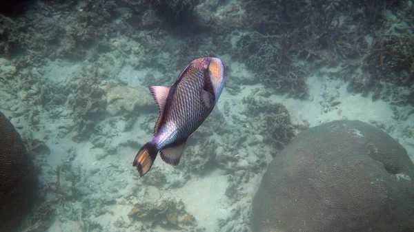 Foto subaquática de Titã Triggerfish ou Balistoides viridescens no Golfo da Tailândia. Peixes tropicais gigantes nadando entre recifes. Natureza selvagem. Mergulho ou snorkeling. — Fotografia de Stock