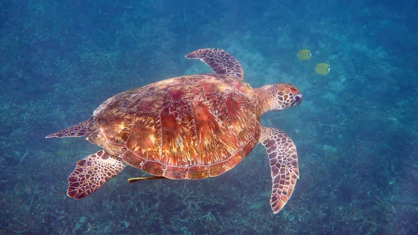 푸른 바다거북의 수중 사진은 열 대의 산호초 사이에서 스쿠버 다이빙이나 스노클링을 하며 천천히 헤엄치고 있다. 열대 바다에서의 자연 및 해양 생물의 야생 동물. — 스톡 사진