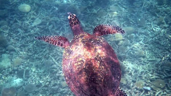 Hawksbill zeeschildpad op de Thailand gezien tijdens het duiken en snorkelen onder water. Grote schildpad dier, onderzees zeeleven, tropische schildpad in de wilde natuur — Stockfoto