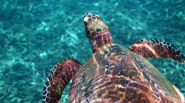 Carey tortuga marina en la Tailandia visto mientras bucea y bucea bajo el agua. Gran animal tortuga, vida marina submarina, tortuga tropical en la naturaleza salvaje — Foto de Stock