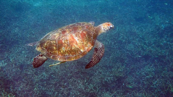 Foto submarina de tortuga verde nadando lentamente en buceo o snorkel entre los arrecifes de coral tropical. Animales marinos salvajes en la naturaleza y la vida marina en el océano tropical. — Foto de Stock