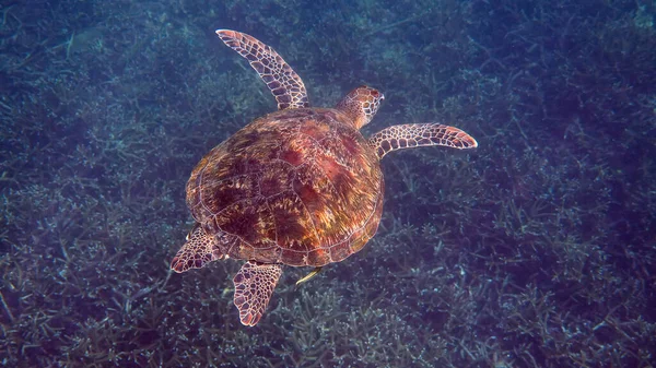 Underwater photo of green sea turtle slowly swimming on scuba diving or snorkeling among tropical coral reef. Wild sea animal in nature and marine life in tropical ocean. — Stock Photo, Image