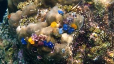 Noel Ağacı Solucanları 'nın sualtı videosu ya da Tayland Körfezi' ndeki mercan resifinde bulunan Spirobranchus Giganteus. Renkli noel ağacı mercanda büyüyen solucanlar.