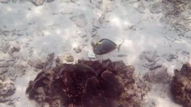 Portakal-omurga unicornfish ya da mercan resifleri arasında yüzen Naso lituratus sualtı videosu. Koh Tao adasındaki tropik balıklar, Tayland Körfezi. Dalış ya da tüplü dalış. Deniz altında vahşi hayatın tadını çıkar.
