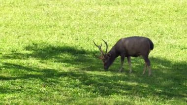 Ağaçların gölgesinde yeşil çimen yiyen güzel bir geyik. Güneş ışığı kırmızısı geyik, yaz doğasında cervus elaphus. Kahverengi kürklü vahşi hayvan saman tarlasında gözlem yapıyor. Ulusal park.