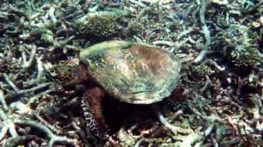 Şahin gagalı deniz kaplumbağası güneş ışığında yavaşça mavi sularda yüzerek mercan resiflerinde yiyecek bulmaya çalışır. Vahşi yaşam üzerine dalış. Su altı deniz yaşamı vahşi doğada tropikal kaplumbağa