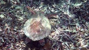 Şahin gagalı deniz kaplumbağası güneş ışığında yavaşça mavi sularda yüzerek mercan resiflerinde yiyecek bulmaya çalışır. Vahşi yaşam üzerine dalış. Su altı deniz yaşamı vahşi doğada tropikal kaplumbağa