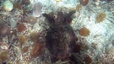 Şahin gagalı deniz kaplumbağası güneş ışığında yavaşça mavi sularda yüzerek mercan resiflerinde yiyecek bulmaya çalışır. Vahşi yaşam üzerine dalış. Su altı deniz yaşamı vahşi doğada tropikal kaplumbağa