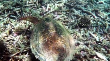 Şahin gagalı deniz kaplumbağası güneş ışığında yavaşça mavi sularda yüzerek mercan resiflerinde yiyecek bulmaya çalışır. Vahşi yaşam üzerine dalış. Su altı deniz yaşamı vahşi doğada tropikal kaplumbağa