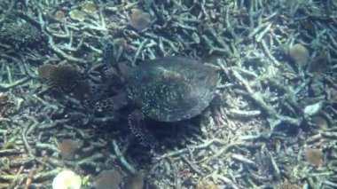 Şahin gagalı deniz kaplumbağası güneş ışığında yavaşça mavi sularda yüzerek mercan resiflerinde yiyecek bulmaya çalışır. Vahşi yaşam üzerine dalış. Su altı deniz yaşamı vahşi doğada tropikal kaplumbağa