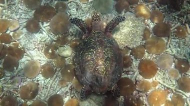 Şahin gagalı deniz kaplumbağası güneş ışığında yavaşça mavi sularda yüzerek mercan resiflerinde yiyecek bulmaya çalışır. Vahşi yaşam üzerine dalış. Su altı deniz yaşamı vahşi doğada tropikal kaplumbağa