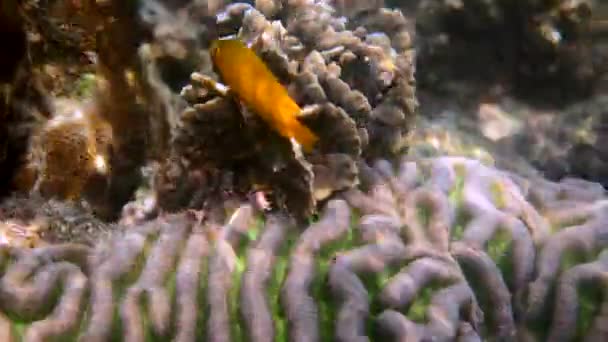 Undervattensvideo av Lemon jungfrun simmar bland korallrev i Andamansjön. Tropisk gul liten havsfisk på snorkling eller dyk på ön. Marint liv i Thailand — Stockvideo