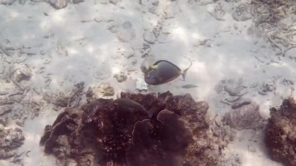 Під водою відео оранжево-шипової єдинорової риби або Naso lituratus плаває серед коралових рифів. Тропічна риба на острові Кох Тао, Таїландська затока. Сноркелінг або занурення з аквалангом. Насолоджуйтесь морською дикою природою — стокове відео