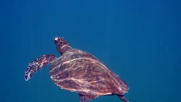 Ястреб морской черепахи в Таиланде видели во время дайвинга и подводного плавания под водой. Большая черепаха, подводная морская жизнь, тропическая черепаха в дикой природе — стоковое видео