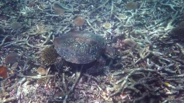 Ястребиная морская черепаха медленно плавает в голубой воде через солнечный свет, пытаясь найти пищу на коралловом рифе. Скуба о дикой природе. Подводная морская черепаха в дикой природе — стоковое видео