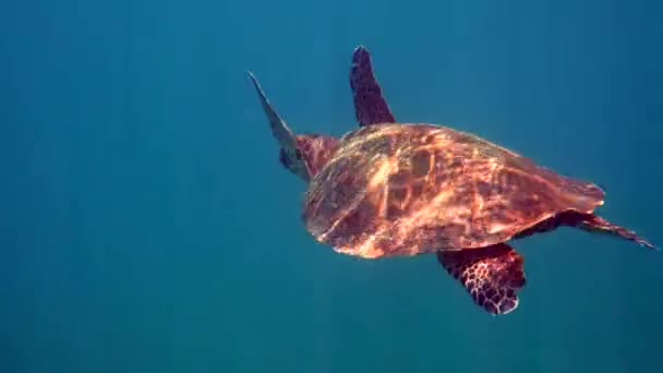 태국에서 바다거북은 물 속에서 잠수와 스노클링을 하는 동안 목격되었다. 거대 한 거북 동물, 해저 생물, 야생 상태의 열 대 거북 — 비디오