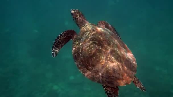 Hawksbill mořské želvy v Thajsku viděn při potápění a šnorchlování pod vodou. Velká želva, podmořský život, tropická želva v přírodě — Stock video