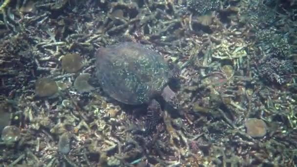 Hawksbill havssköldpadda simmar långsamt i blått vatten genom solljus, försöka hitta mat på korallrev. Dykning på vilda djur. Undervattens marint liv tropisk sköldpadda i vild natur — Stockvideo