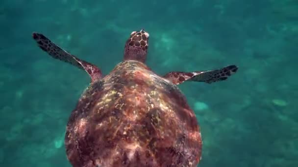 Hawksbill tengeri teknős Thaiföldön látott búvárkodás és búvárkodás a víz alatt. Nagy teknős állat, tenger alatti tengeri élet, trópusi teknős vad természet — Stock videók
