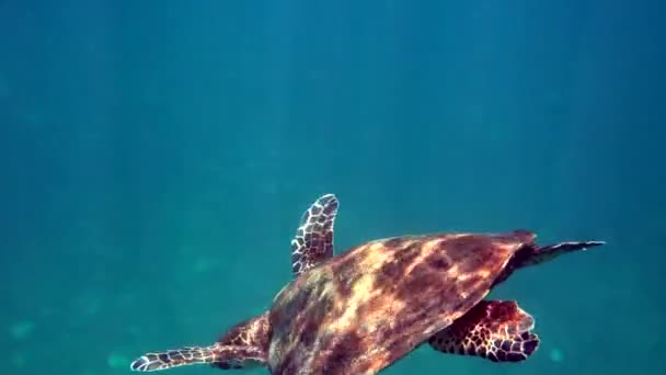 水中でダイビングやシュノーケリング中にタイでホークスビルウミガメを見ました。大亀動物、海底海洋生物、野生の熱帯亀 — ストック動画