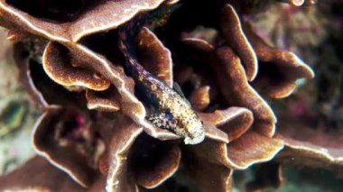Andaman Denizi 'ndeki mercan resiflerinin arasında saklanan İnce Benekli Blenny ya da Salarias Guttatus' un sualtı videosu. Tropik deniz balığı şnorkelle yüzüyor ya da adaya dalıyor. Tayland 'ın deniz yaşamı.