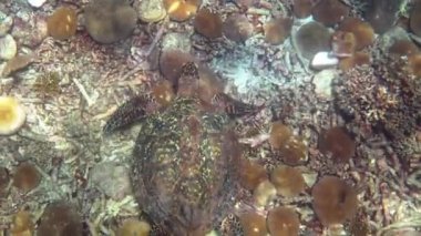 Şahin gagalı deniz kaplumbağası güneş ışığında yavaşça mavi sularda yüzerek mercan resiflerinde yiyecek bulmaya çalışır. Vahşi yaşam üzerine dalış. Su altı deniz yaşamı vahşi doğada tropikal kaplumbağa