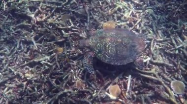 Şahin gagalı deniz kaplumbağası güneş ışığında yavaşça mavi sularda yüzerek mercan resiflerinde yiyecek bulmaya çalışır. Vahşi yaşam üzerine dalış. Su altı deniz yaşamı vahşi doğada tropikal kaplumbağa