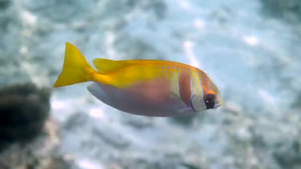 Virgate rabbitfish o siganus virgatus o Two Barred Rabbitfish nadando entre los arrecifes de coral tropicales. Vídeo subacuático de peces de conejo de colores amarillos en buceo o snorkel. — Vídeo de stock