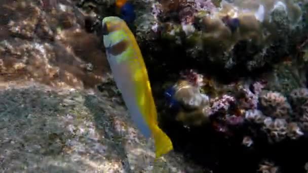 Virgate rabbitfish or siganus virgatus or Two Barred Rabbitfish swimming among tropical coral reef. Podvodní video žluté barevné králičí ryby na potápění nebo šnorchlování. — Stock video