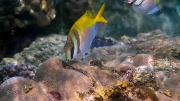 바이러스 성 광견병 (Virgate rabbitfish) 또는 Siganus virgatus 또는 2 Barred Rabbitfish 가열 대의 산호초 사이에서 헤엄치고 있다. 수중에서 찍은 노란색의 토끼 물고기가 스쿠버 다이빙이나 스노클링을 하는 모습. — 비디오