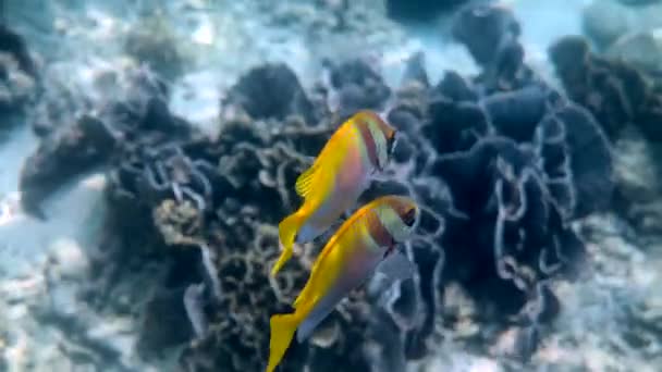 바이러스 성 광견병 (Virgate rabbitfish) 또는 Siganus virgatus 또는 2 Barred Rabbitfish 가열 대의 산호초 사이에서 헤엄치고 있다. 수중에서 찍은 노란색의 토끼 물고기가 스쿠버 다이빙이나 스노클링을 하는 모습. — 비디오