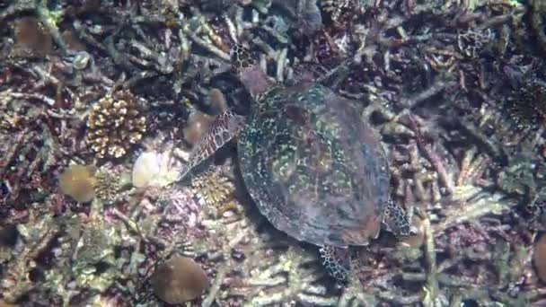 Penyu sisik perlahan berenang di air biru melalui sinar matahari, mencoba mencari makanan di terumbu karang. Scuba pada satwa liar. kehidupan laut bawah laut tropis kura-kura di alam liar — Stok Video