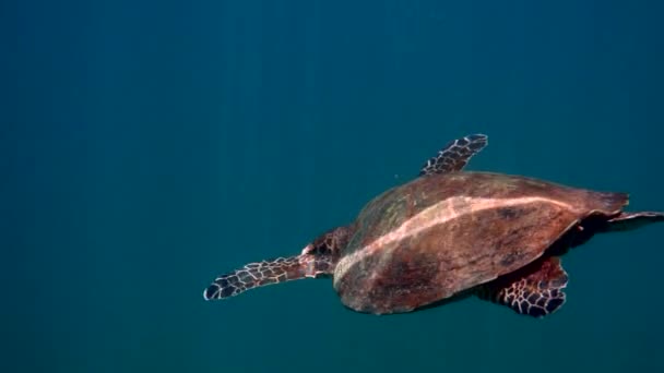 水中でダイビングやシュノーケリング中にタイでホークスビルウミガメを見ました。大亀動物、海底海洋生物、野生の熱帯亀 — ストック動画