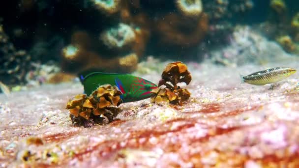 Undervattensvideo av vackert solnedgångs wrasse som simmar bland korallrev i Andamansjön. Liten tropisk havsfisk på snorkling eller dyk på tropiska ön. Marint liv i Thailand. — Stockvideo