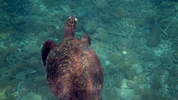 Hawksbill tartaruga marina in Thailandia visto durante le immersioni e lo snorkeling subacqueo. Grande tartaruga animale, vita marina sottomarina, tartaruga tropicale in natura selvaggia — Video Stock