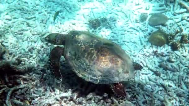Hawksbill tortue de mer nageant lentement dans l'eau bleue à travers la lumière du soleil, essayez de trouver de la nourriture sur le récif corallien. Plongée sur la faune. Vie sous-marine tortue tropicale dans la nature sauvage — Video