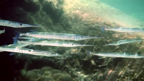 School of reef needlefish or Belonidae hunting on a coral reef. Snorkeling scuba and diving background. Underwater video of marine wild life. Group of predator fishes swimming in sun rays. — Stock Video