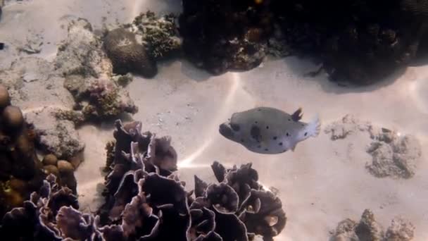 Undervattensvideo av svartfläckig blåsa som gömmer sig bland korallrev i Andamansjön. Tropisk havsfisk på snorkling eller dyk på ön. Marint liv i Thailand. — Stockvideo