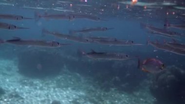 Mercan kayalıklarında avlanan resif iğnesi ya da Belonidae sürüsü. Dalgıçlık ve dalış geçmişi. Deniz altı vahşi yaşamı videosu. Güneş ışınlarında yüzen bir grup yırtıcı balık..