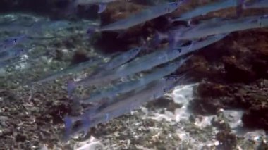 Mercan kayalıklarında avlanan resif iğnesi ya da Belonidae sürüsü. Dalgıçlık ve dalış geçmişi. Deniz altı vahşi yaşamı videosu. Güneş ışınlarında yüzen bir grup yırtıcı balık..