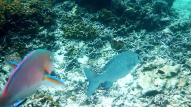 Andaman Denizi 'ndeki mercan resifleri arasında yüzen Gri davulcu veya Bermuda Chub veya Kyphosus sectatrix' in sualtı videosu. Tropik deniz balığı şnorkelle yüzüyor ya da adaya dalıyor. Tayland 'ın deniz yaşamı.