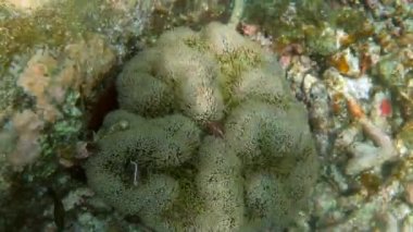 Ev sahibi şakayığın dokunaçları arasında yüzen amfiprion perideraion veya anemonish