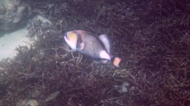 Titan Triggerfish ya da Balistoides 'in su altı videoları Tayland Körfezi' nde canlanıyor. Resifler arasında yüzen dev tropikal balıklar. Vahşi doğa. Tüplü dalış ya da şnorkelle dalış.