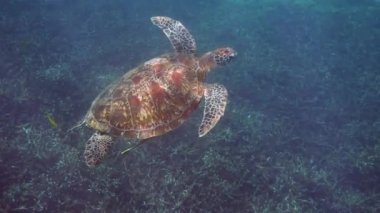 Yeşil deniz kaplumbağasının tropikal mercan resifleri arasında dalış ya da şnorkelle yüzüşünü gösteren sualtı videosu. Doğadaki vahşi deniz hayvanı ve tropikal okyanustaki deniz yaşamı.