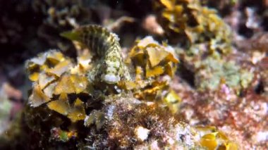 Andaman Denizi 'ndeki mercan resiflerinin arasında saklanan İnce Benekli Blenny ya da Salarias Guttatus' un sualtı videosu. Tropik deniz balığı şnorkelle yüzüyor ya da adaya dalıyor. Tayland 'ın deniz yaşamı.