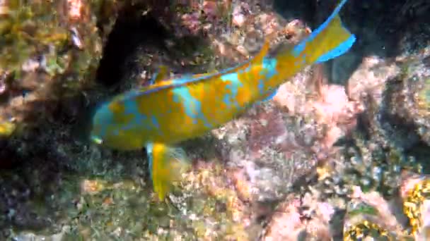 Víz alatti videó gyönyörű színű kék rácsos papagájról, amint korallzátonyok között úszik. Papagájhal, Scarus ghobban, krémes papagájhal, zöld foltos papagájhal az Andaman-tengeren. Tengeri élet. — Stock videók