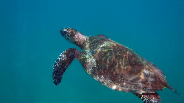 Hawksbill mořské želvy v Thajsku viděn při potápění a šnorchlování pod vodou. Velká želva, podmořský život, tropická želva v přírodě — Stock video